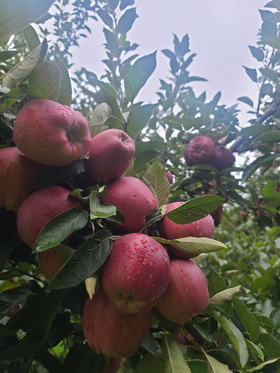 Air Fryer Apple Chips Recipe